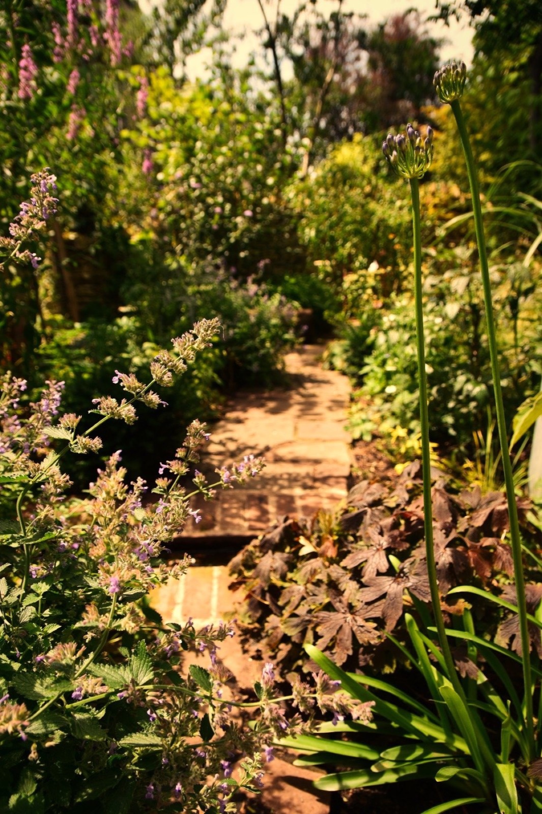 A narrow path through dense planting at Richmond Rd